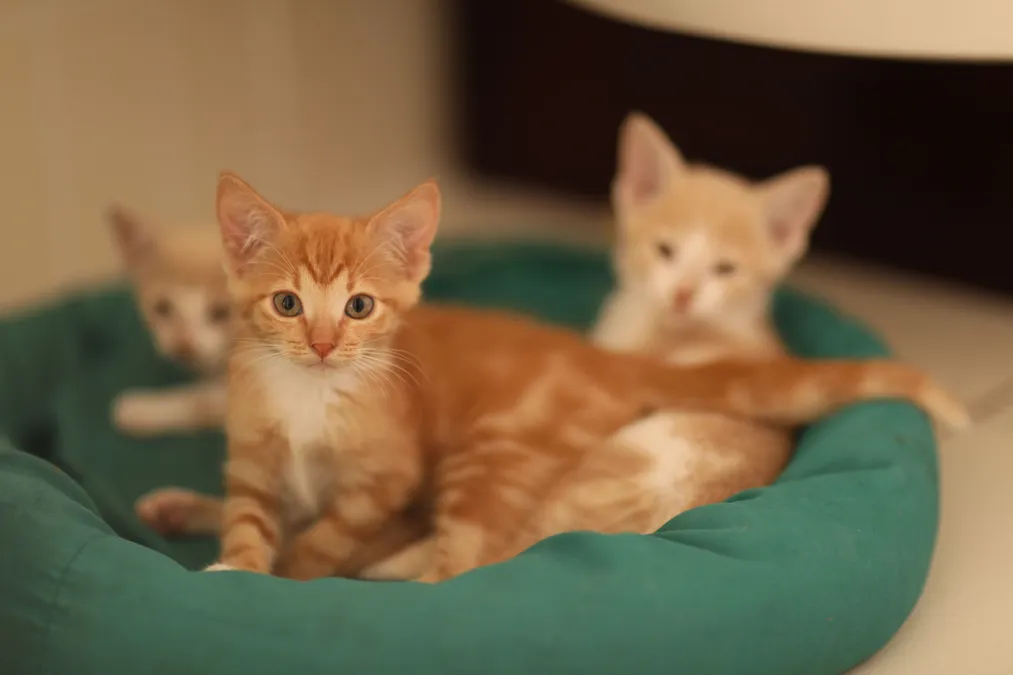 Fostering at Zola's Paw Project