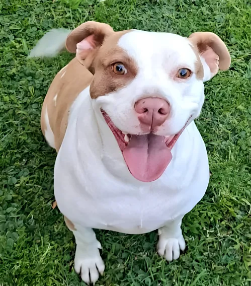 Zola, healthy and happy, the inspiration behind our project