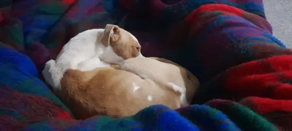 Zola curled up in a blanket on her first night at her new home