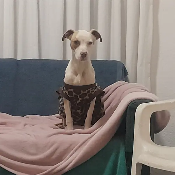 Zola on her first couch, her first soft spot to sleep