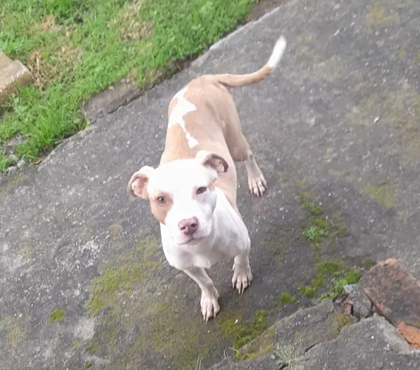 Zola one week after arriving at her forever home